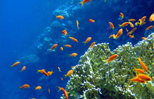 ESPECIAL HURGHADA