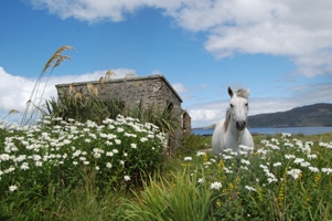 F & D Imágenes de Irlanda: EL OESTE, Paisajes Celtas