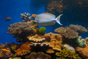 JERUSALÉN Y EILAT - Hasta Abril 2018