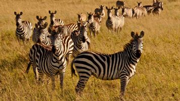 KENYA FANTASTICA Y SEYCHELLES