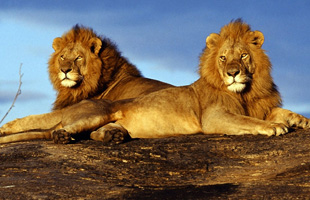 SAFARI KUVUTIA - Hasta 12 de Diciembre 2019