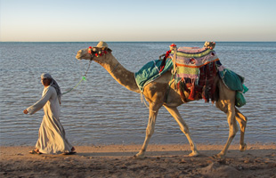 LAWRENCE DE ARABIA -** SIN VUELOS**