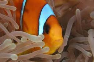 MARAVILLAS DE JORDANIA CON MAR ROJO (Aqaba)